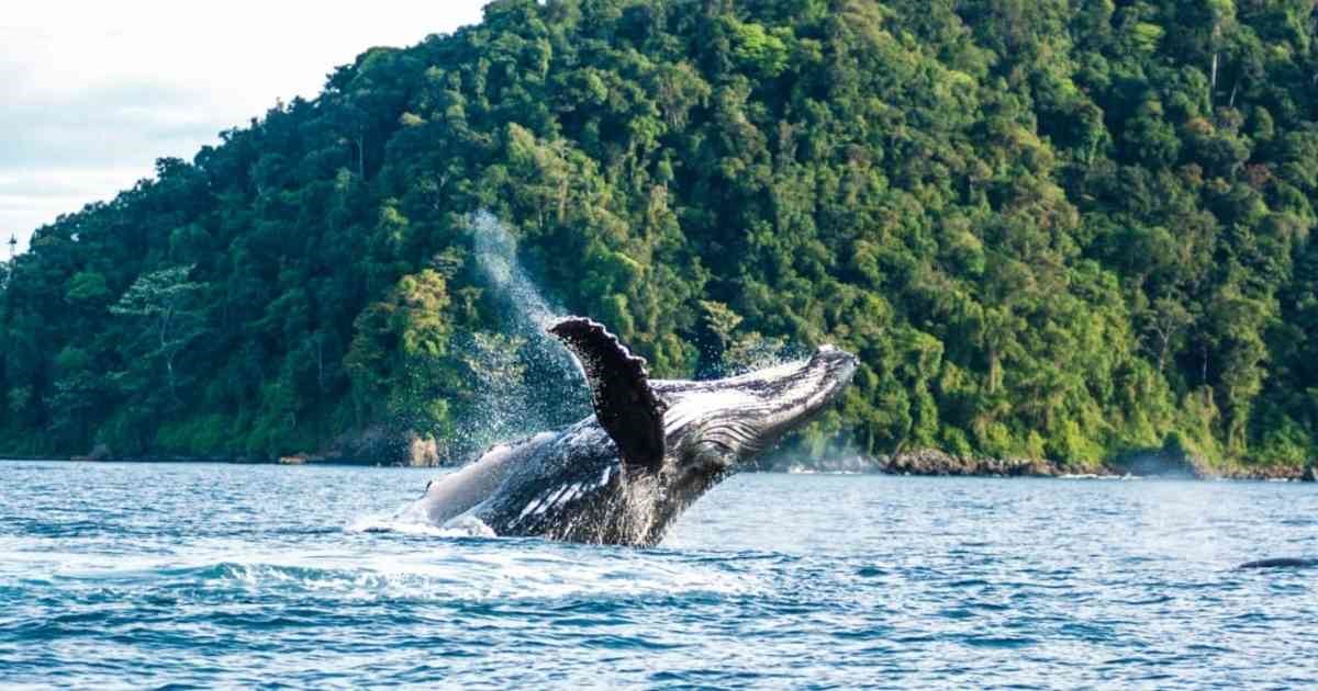 Avistamiento de Ballenas
